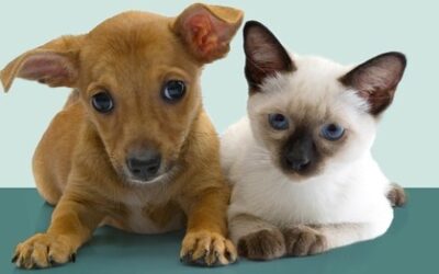 Is Pet Insurance Worth It?