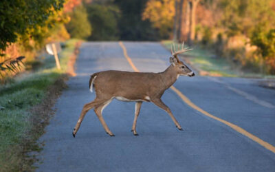 Deer Season & Autumn Driving: Navigating Fall Auto Hazards